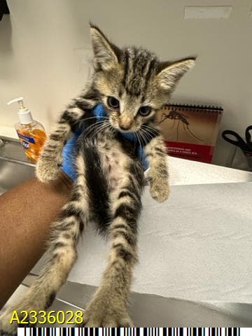 Billy - Domestic Short Hair