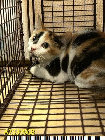Rosie - Domestic Short Hair