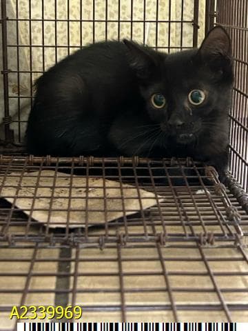 Raven - Domestic Short Hair