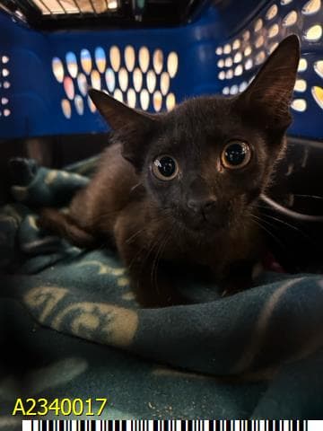 Cocoa - Domestic Short Hair