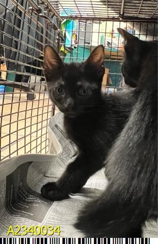 Phantom - Domestic Short Hair