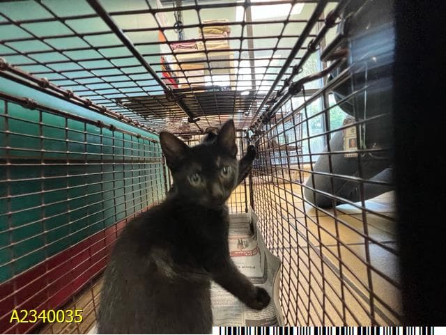 Shadow - Domestic Short Hair