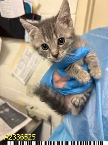 Darla - Domestic Short Hair