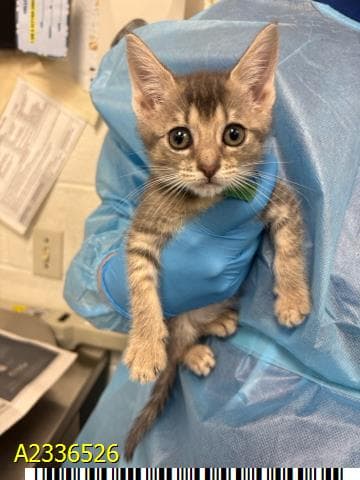 Bubbles - Domestic Short Hair
