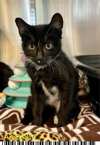 Mazie - Domestic Short Hair