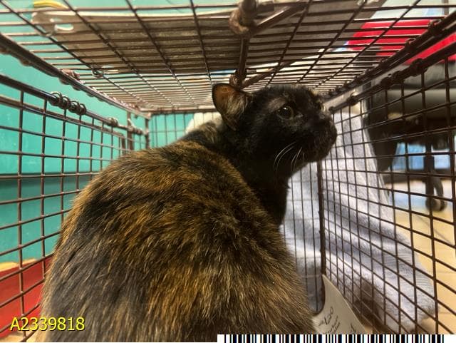 Reina - Domestic Short Hair