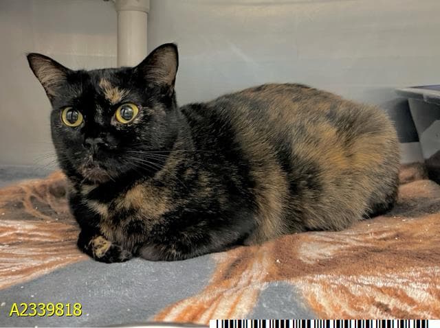 Reina - Domestic Short Hair
