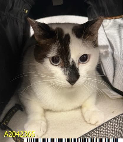 Vincent - Domestic Short Hair