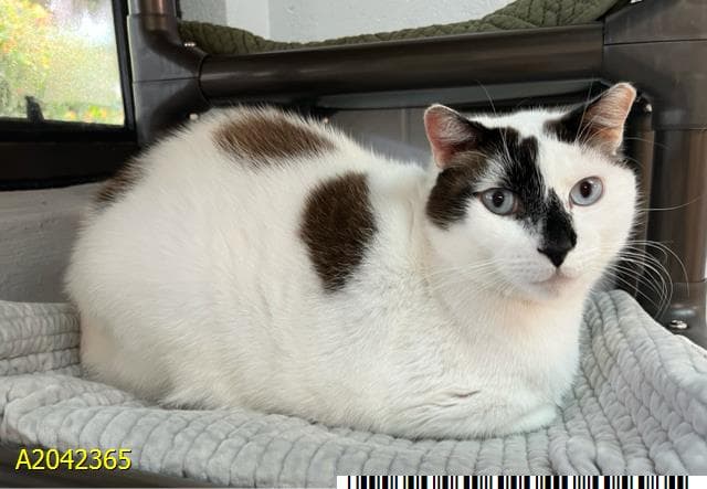 Vincent - Domestic Short Hair