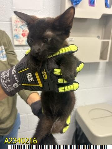 Jack - Domestic Short Hair