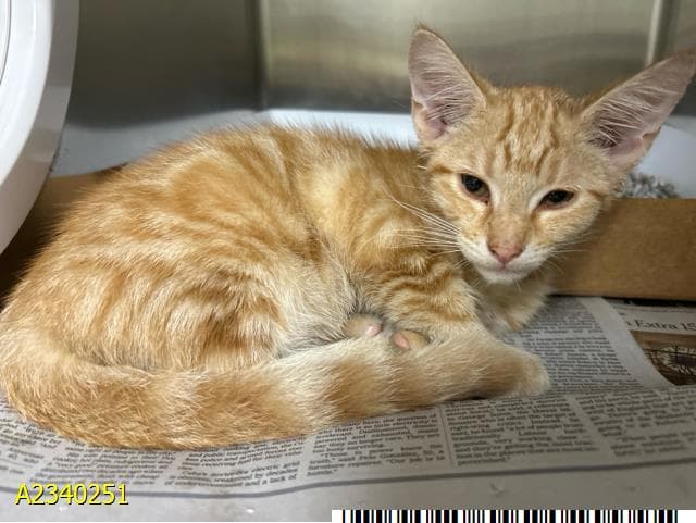 Cheeto - Domestic Short Hair
