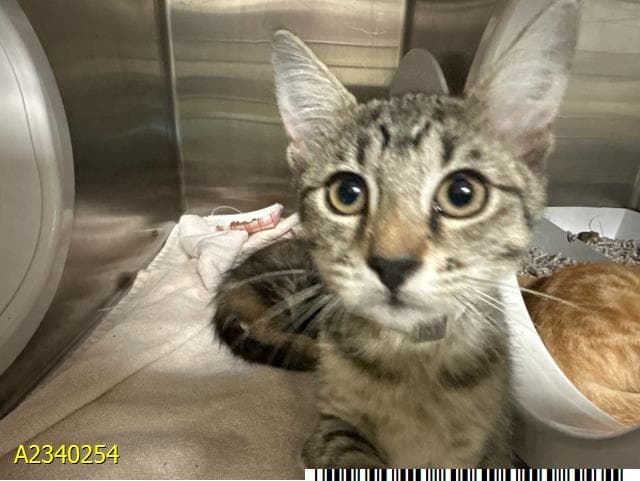 Tango - Domestic Short Hair
