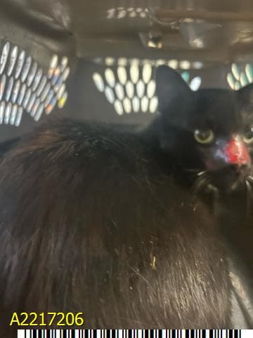 Squid - Domestic Short Hair