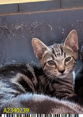 Texas - Domestic Short Hair