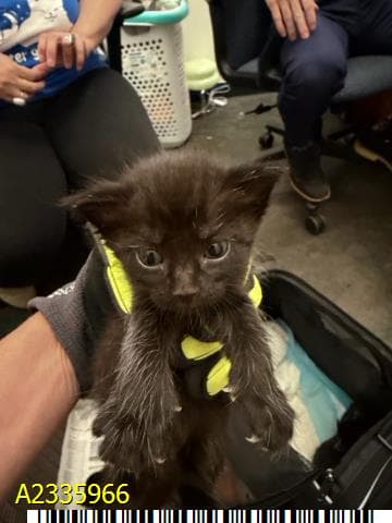Cassette - Domestic Short Hair