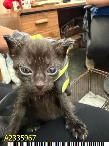 Boombox - Domestic Short Hair