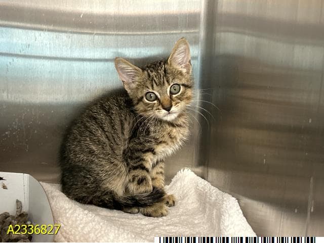 Julia - Domestic Short Hair