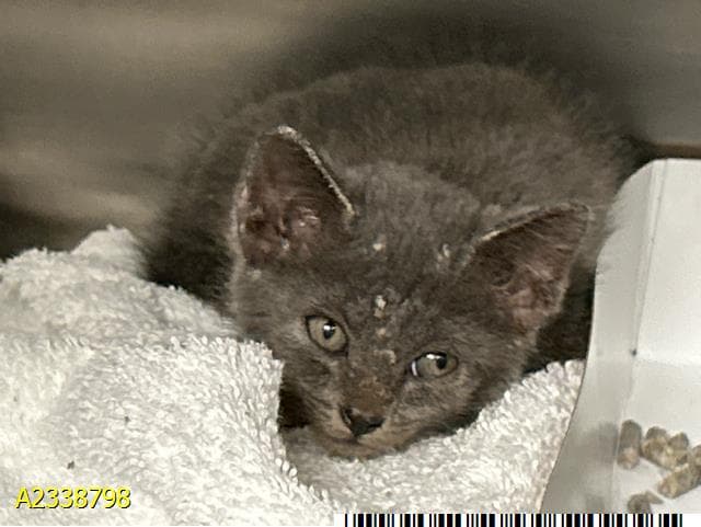 Small Fry - Domestic Short Hair