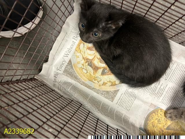 Kentucky - Domestic Short Hair