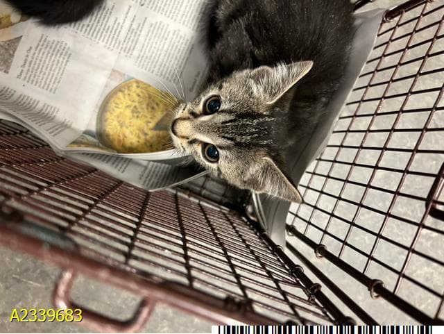 Ohio - Domestic Short Hair