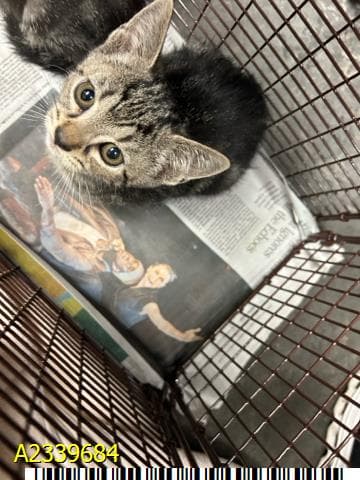 Georgia - Domestic Short Hair