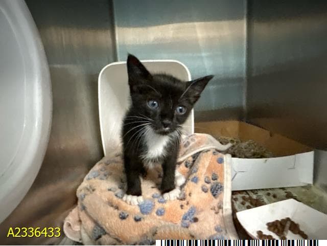 Tux - Domestic Short Hair