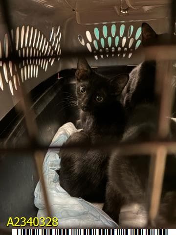 Nova - Domestic Short Hair