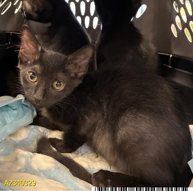 Eclipse - Domestic Short Hair