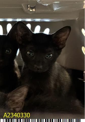 Stella - Domestic Short Hair