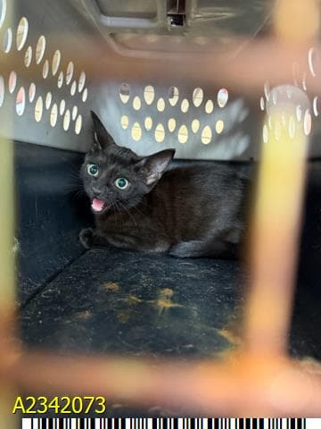 Felix - Domestic Short Hair