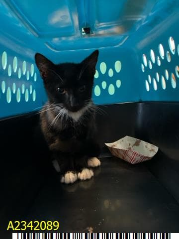 Willow - Domestic Short Hair