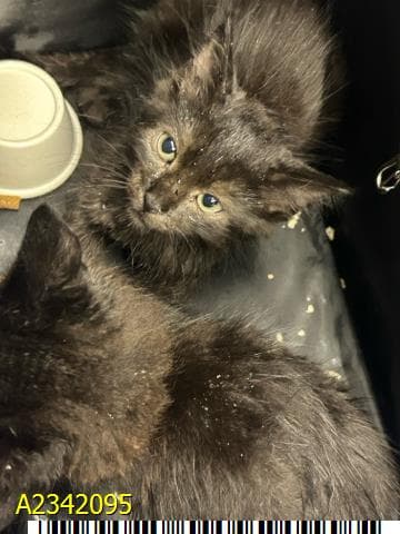 Freya - Domestic Short Hair