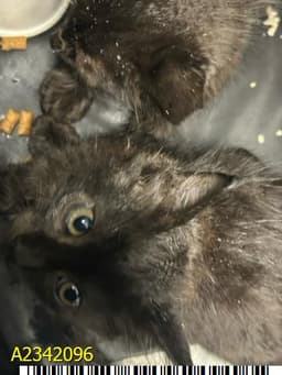 Nyx image 1