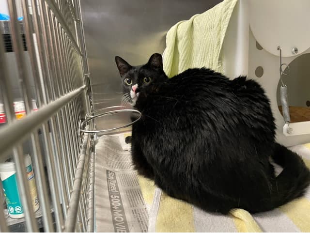 Lilly - Domestic Short Hair