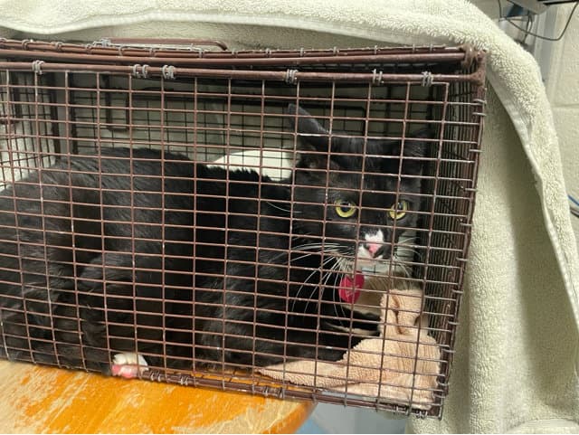 Lilly - Domestic Short Hair