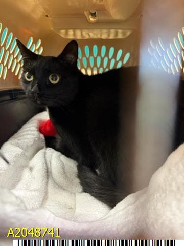 Sabrina - Domestic Short Hair