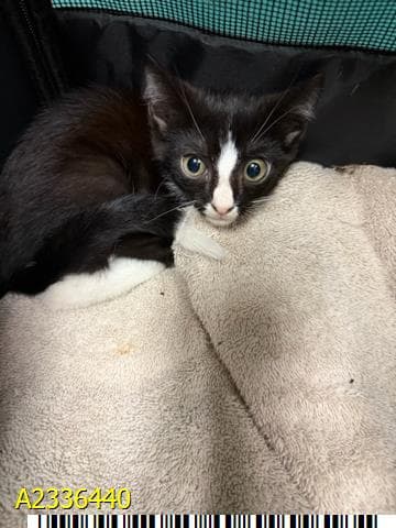 Huey - Domestic Short Hair