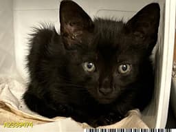 Bucky image 1