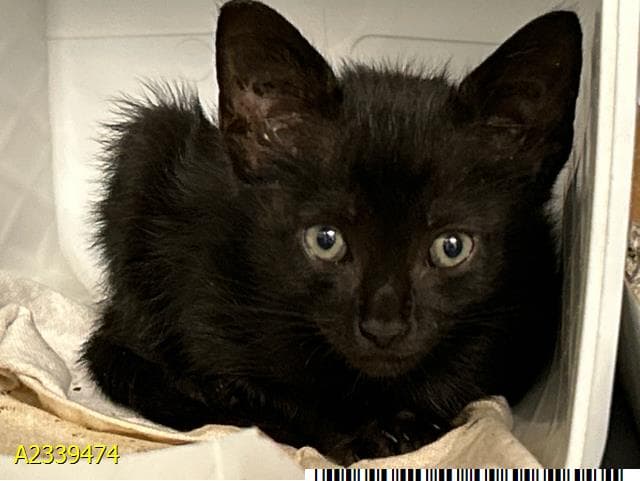 Bucky - Domestic Short Hair