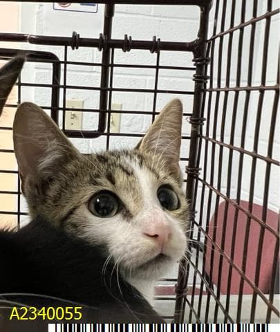 Cadet - Domestic Short Hair