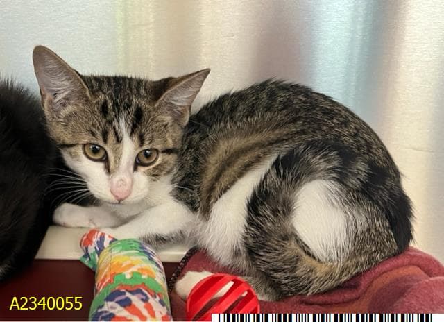 Cadet - Domestic Short Hair