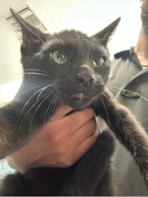 Bongo - Domestic Short Hair
