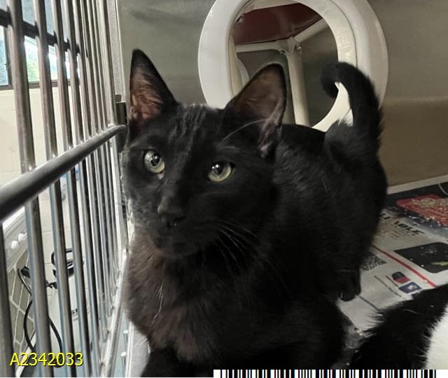 Bongo - Domestic Short Hair