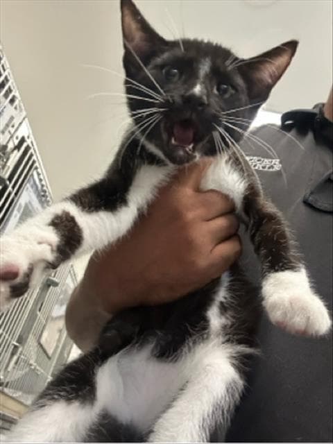 Banjo - Domestic Short Hair