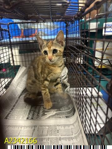 Millie - Domestic Short Hair