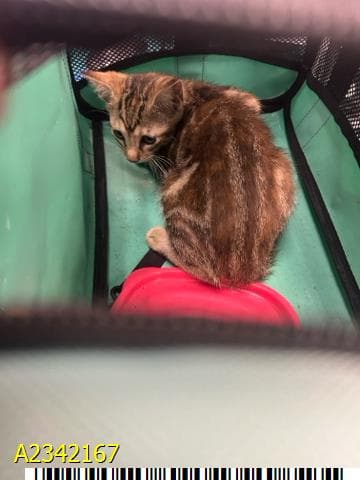 Lillie - Domestic Short Hair