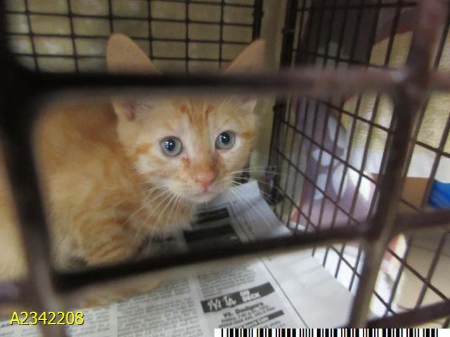 Soba - Domestic Short Hair