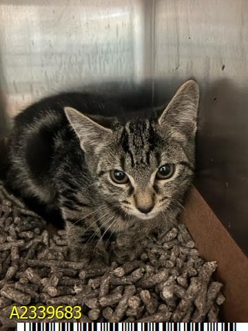 Ohio - Domestic Short Hair