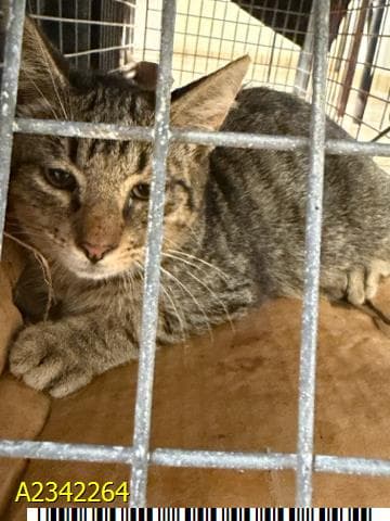 Palmer - Domestic Short Hair