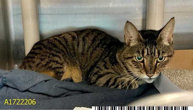Tinker - Domestic Short Hair